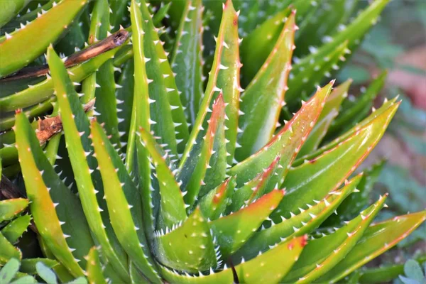 Aloe Vera Chipre Planta — Fotografia de Stock