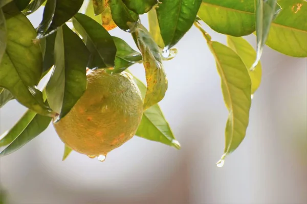 Drzewo Pomarańczowe Owoce Cypr — Zdjęcie stockowe