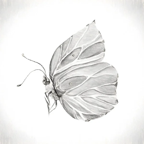 Barevný Motýl Umění Ilustrace — Stock fotografie