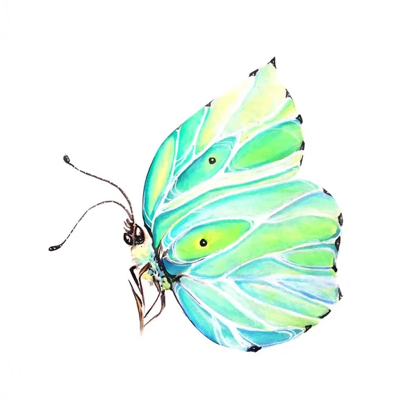 Colorful Butterfly Art Illustration — Stock Photo, Image