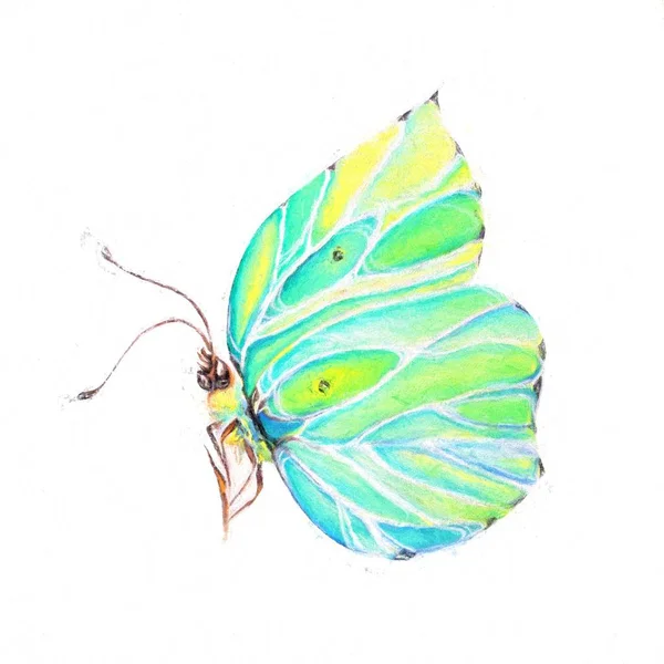 Barevný Motýl Umění Ilustrace — Stock fotografie