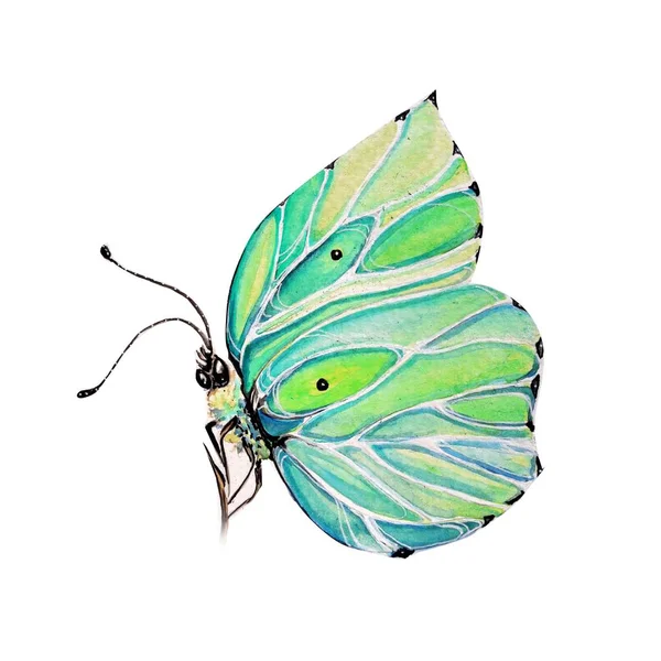 Colorful Butterfly Art Illustration — Stock Photo, Image