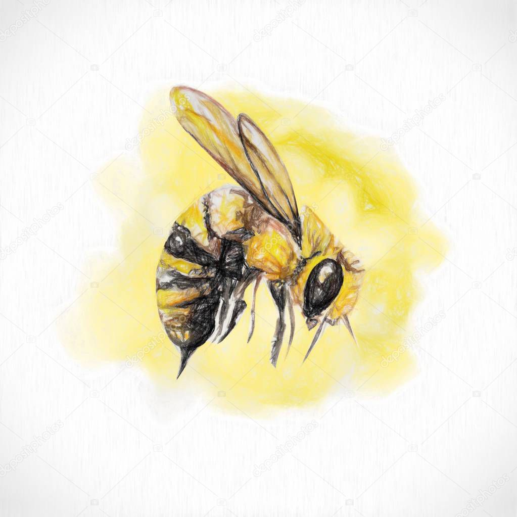 bee post card illustration