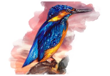 Kingfisher kuş sulu boya çizim