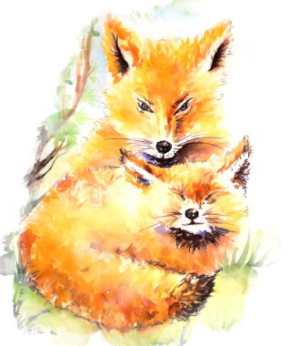 İki tilki suluboya resim illüstrasyon