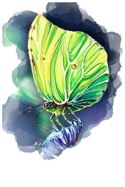 Sztuka Ilustracji Motyl Wiosna — Zdjęcie stockowe