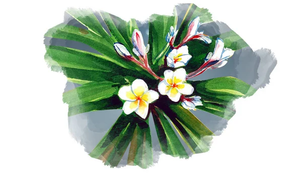 Plumeria Szép Virág Art — Stock Fotó