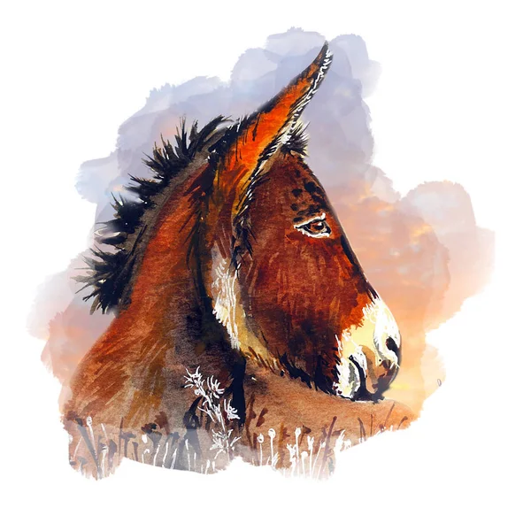 eşek su renk illüstrasyon