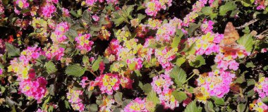 Kıbrıs bahar çiçek bahçesi 