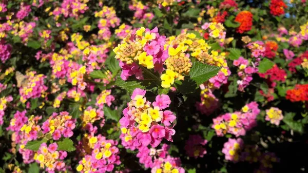 Cyprus Spring Flower Garden — Stock Photo, Image