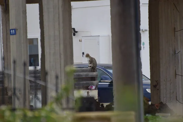 車の屋根の上に座っている猫の眺め — ストック写真