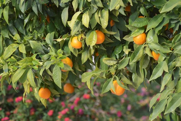 Primo Piano Dei Mandarini Sui Rami Degli Alberi — Foto Stock