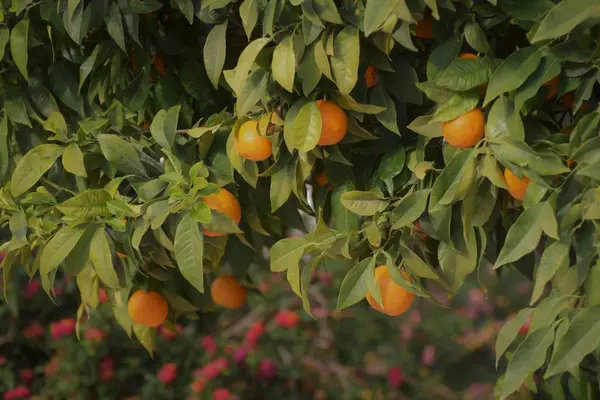 Nahaufnahme Von Mandarinen Auf Ästen — Stockfoto