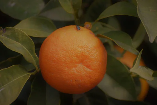 Nahaufnahme Von Mandarinen Auf Ästen — Stockfoto