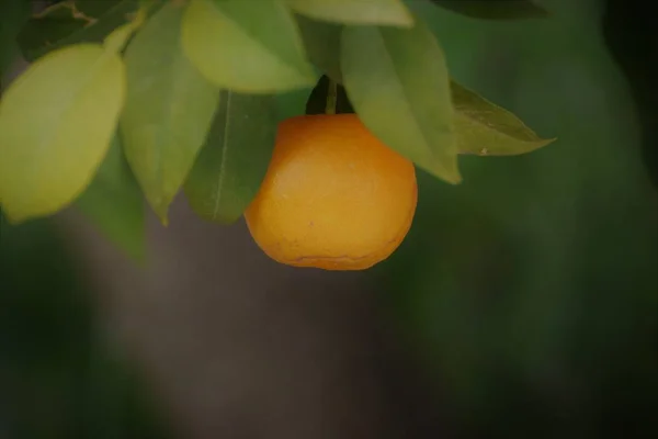 Gros Plan Mandarine Avec Des Feuilles Sur Branche — Photo