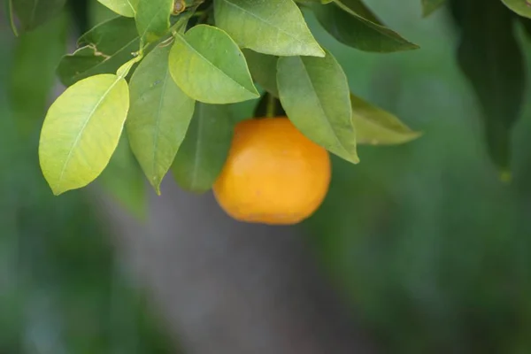 Steng Mandarin Med Blader Grenen – stockfoto