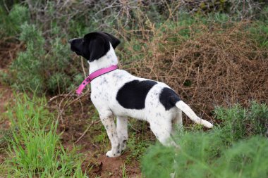 Çim köpek ayakta portresi