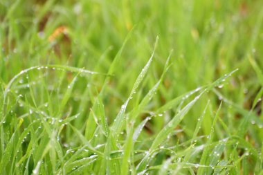 Su damlaları ile yeşil çimlere yakın