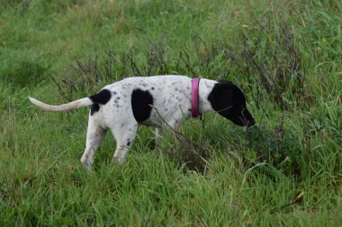 Köpek duran çim yakın çekim