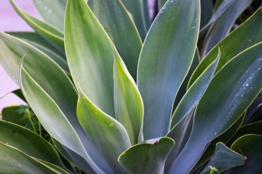 Su damlaları ile yeşil agav yaprakların yakın çekim