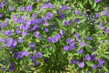 Çuha çiçeği çiçek yaprakları ile yakın çekim