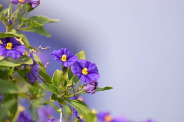 Çuha çiçeği çiçek yaprakları ile yakın çekim