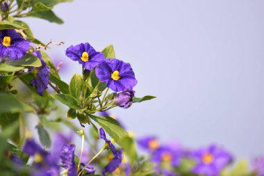 Çuha çiçeği çiçek yaprakları ile yakın çekim