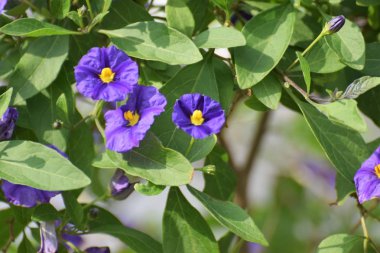 Çuha çiçeği çiçek yaprakları ile yakın çekim