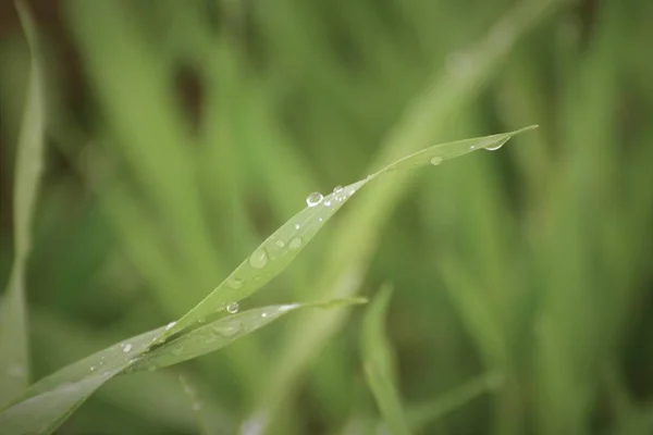 用水滴把绿草围起来 — 图库照片