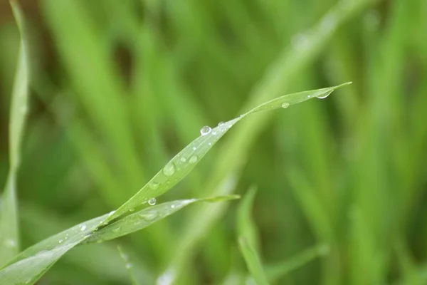 Primer Plano Hierba Verde Con Gotas Agua — Foto de Stock