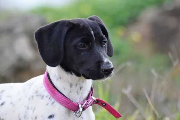 Close up portrait of dog with pink collar