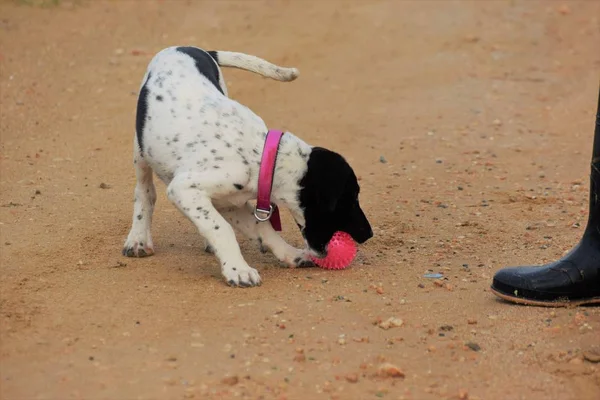 Dekat Anjing Bermain Dengan Mainan Samping Pemilik — Stok Foto
