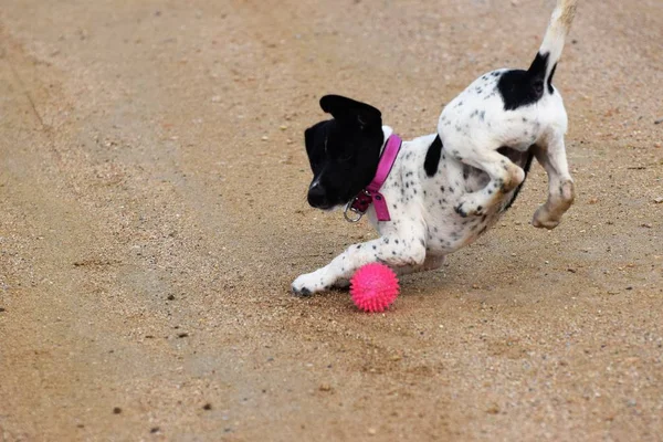 Gros Plan Chien Jouant Avec Balle Jouet — Photo