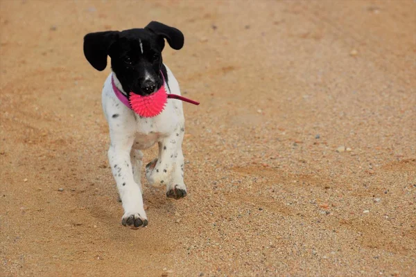 Chien Jouant Avec Boule Jouet Rose Sur Sable — Photo