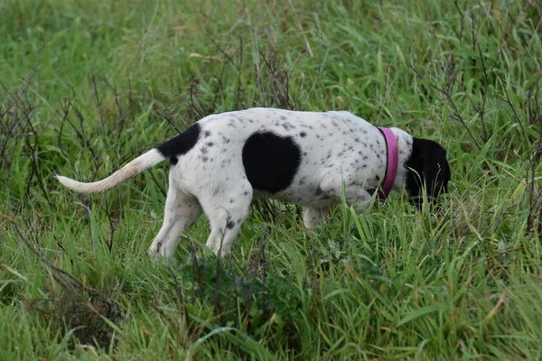 草の中の犬の地位のクローズ アップ — ストック写真