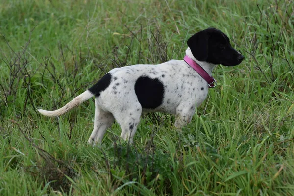 Close Dog Standing Grass — Stock Photo, Image
