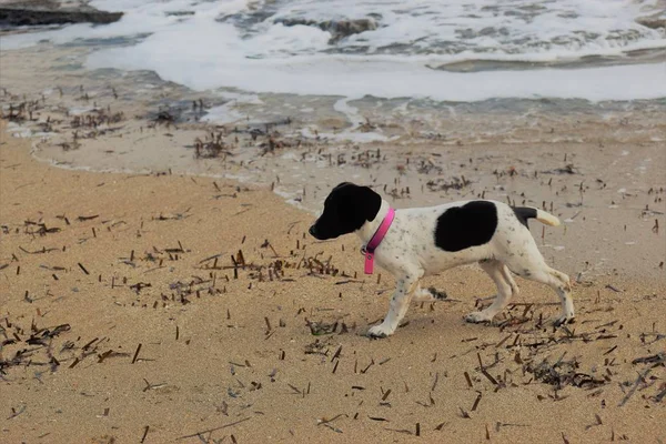 Close Van Hond Uitgevoerd Zee Strand — Stockfoto