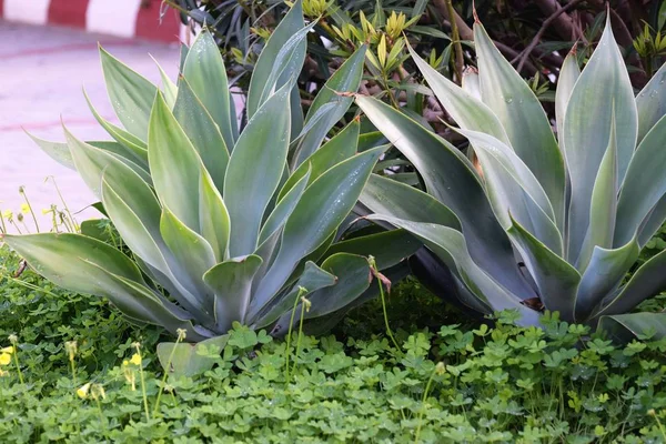 Close Green Agave Plants — Stock Photo, Image