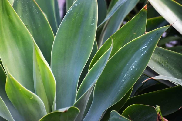 Su damlaları ile yeşil agav yaprakların yakın çekim