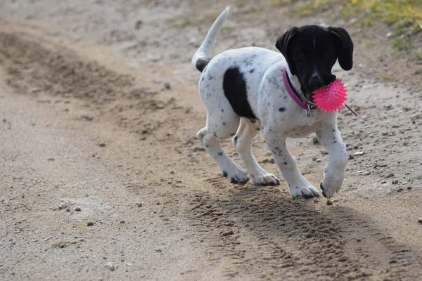 Närbild Hund Håller Leksak Boll — Stockfoto