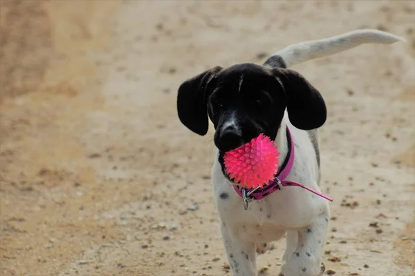 Närbild Hund Håller Leksak Boll — Stockfoto