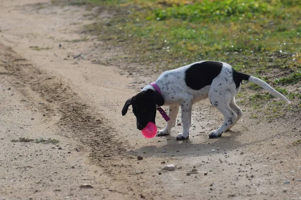 Dekat Anjing Bermain Dengan Bola Mainan Merah Muda — Stok Foto