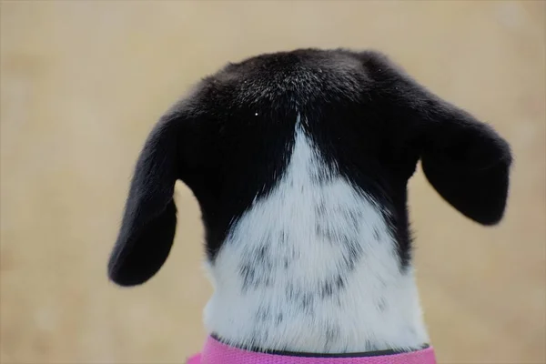 Rear view of dog with pink collar