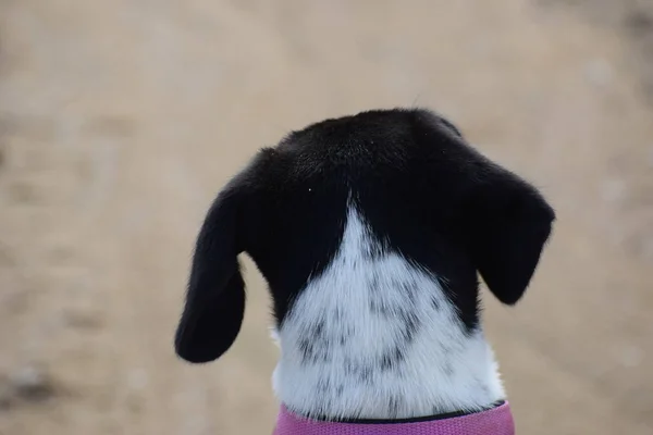 Rear view of dog with pink collar