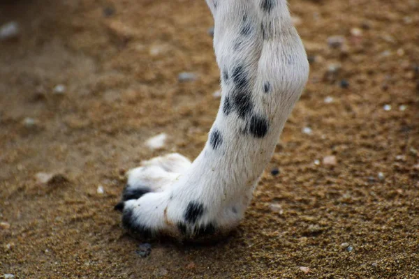 Närbild Hund Tass Stående Marken — Stockfoto