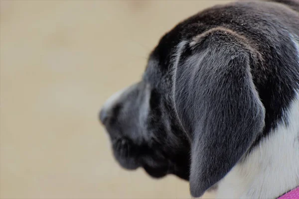 Close up portrait of dog with pink collar