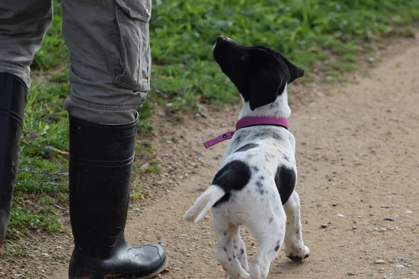 Gros Plan Chien Marchant Côté Homme — Photo