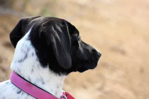 Close up portrait of dog with pink collar