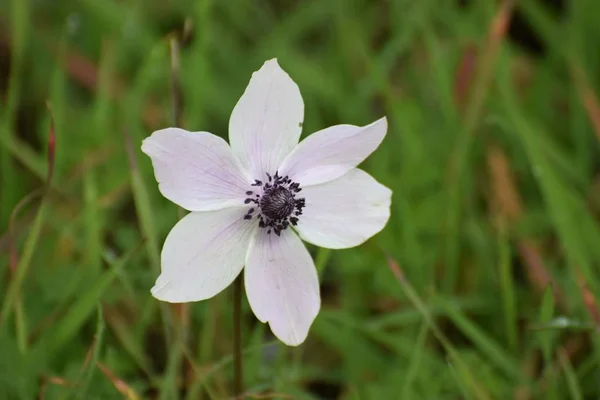 Primer Plano Pequeña Flor Blanca Hierba —  Fotos de Stock