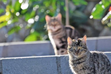 iki evcil kedi açık havada yakın